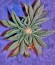 Сорт Big Bang Auto fem (Green House Seeds)