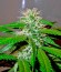 Сорт Mango Haze fem