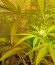 Сорт Brazil Amazonia fem (World of Seeds)