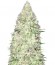 Сорт Maya Gold fem (Sumo Seeds)