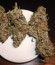 Сорт Auto Super Hash fem (Pyramid Seeds)