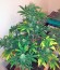 Семена конопли Exodus Cheese Auto
