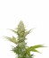 Сорт Blue Cheese fem (Royal Queen Seeds)