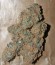 Сорт La Blanca Gold fem (Vision Seeds)