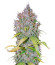Сорт Super Lemon Haze x GMO fem от Green House Seeds