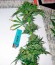 Сорт Arjan's Haze #2 fem