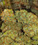 Сорт CBD Apple Betty Auto fem (Herbies Seeds)