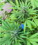Сорт Golosa fem (Delicious Seeds)