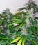 Сорт Pandora auto fem (Paradise Seeds)
