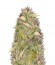 Сорт Silver Haze fem (Vision Seeds)