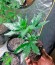 Сорт Afghan Kush Special fem (World of Seeds)