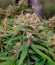 Сорт CBD Apple Betty Auto fem (Herbies Seeds)