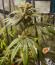 Сорт Banana Punch fem (Barney's Farm)