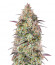 Сорт Mimosa Cake Auto fem