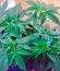 Сорт Raspberry Cough reg (Nirvana Seeds)