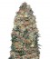 Сорт White Widow fem (00 Seeds)