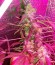 Сорт White Widow x Big Bud fem (Female Seeds)