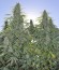 Сорт Buddha Kraken fem (Buddha Seeds)