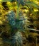 Сорт Jack Herer fem (Vision Seeds)
