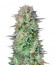 Сорт Kosher Cake Auto fem (FastBuds)