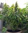 Сорт Auto Amnesia Gold fem (Pyramid Seeds)