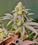 Сорт Insane OG Strain