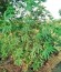 Сорт Northern Lights fem (00 Seeds)