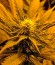Сорт Original White Widow (IBL) fem
