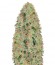 Сорт Green Wild Shark fem (Victory Seeds)