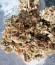 Сорт марихуаны Cream Caramel (Sweet Seeds)