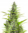Сорт Sour Diesel Autoflowering fem (Dinafem Seeds)