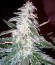 Сорт Alaskan Ice fem