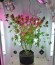 Сорт Ganesh Spirit fem (Sweet Seeds)