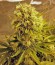 Сорт Killer Kush Auto fem (Sweet Seeds)