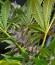 Сорт Sweet Special F1 Fast version Fast Version fem (Sweet Seeds)