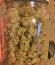 Сорт Gorilla Auto (Gorilla Glue Auto) fem