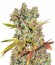 Сорт Hammershark fem (Resin Seeds)