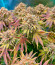 Сорт Lemon Mandarin fem (FastBuds)