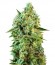 Сорт S.A.D. Sweet Afgani Delicious CBD шишки