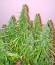 Сорт Autoflowering White Russian #1 fem (Serious Seeds)