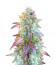 Сорт Auto Blueberry Banana fem (Anesia Seeds)
