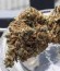 Сорт Choco Bud fem (Vision Seeds)