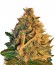 Сорт Shot Adrenaline auto fem (Samsara Seeds)