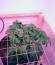Сорт Big Devil F1 Fast Version fem (Sweet Seeds)