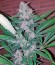 Сорт Exodus Cheese fem (Green House Seeds)