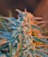 Сорт Jack 47 F1 Fast Version fem (Sweet Seeds)