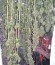 Сорт Snow Fruit fem (Sweet Seeds)