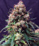 Сорт Auto Glueberry O.G. fem (Dutch Passion)
