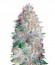 Сорт Auto Green Wild Shark fem (Victory Seeds)