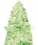 Сорт Blue Nitro Haze fem (Sumo Seeds)
